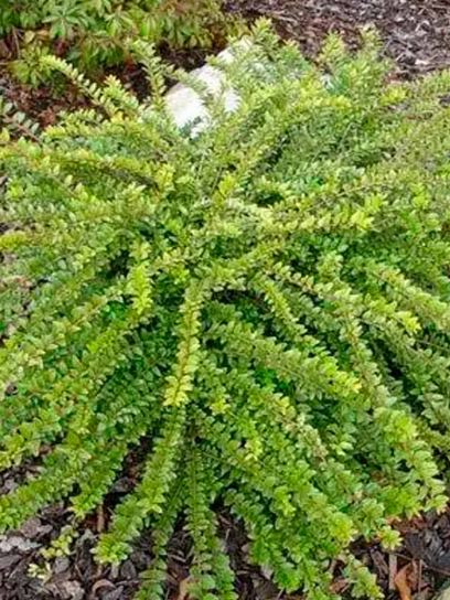 Caprifoglio "Maigrün" contenitore (P0.5)
