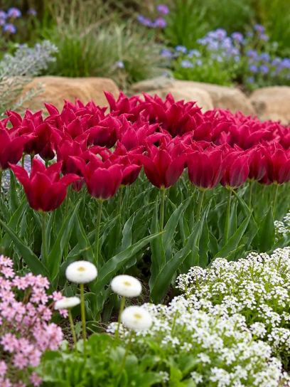 Tulip "Doll's Minuet"