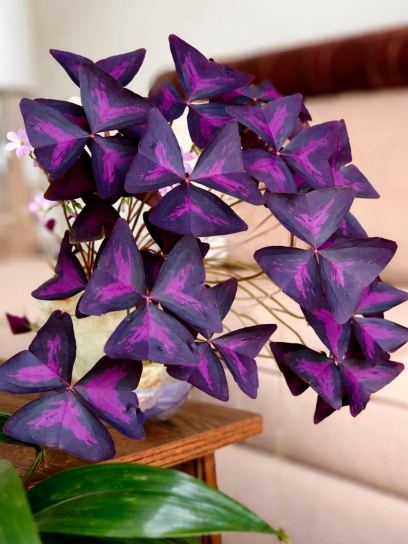 Oxalis triangularis