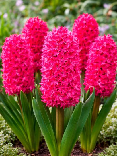 Hyacinthus "Jan Bos" -prepared-