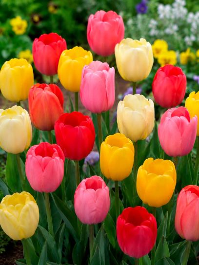 Tulipa -Darwin Hybrids mix- 10