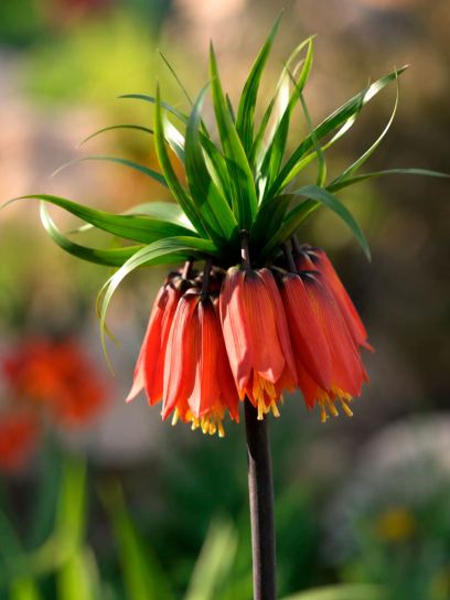 Fritillaria "Garland Star"