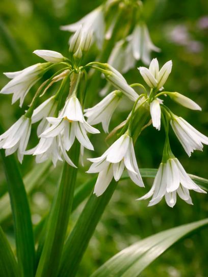 Allium triquetrum