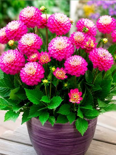 Dahlia "Melody Pink Allegro"