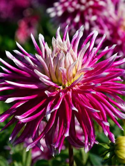 Dahlia "Hollyhill Spiderwoman"
