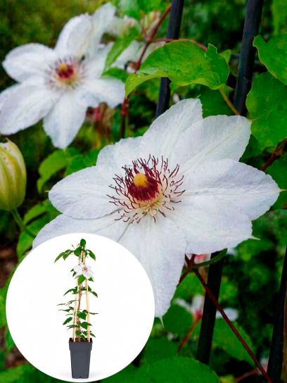 Clematis "Miss Bateman" container (P15)