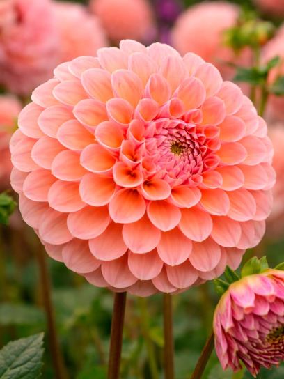 Dahlia "Linda's Baby"