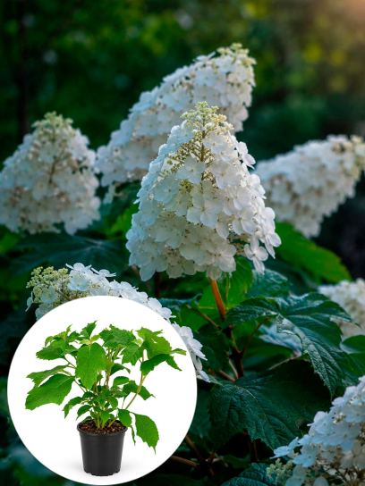 Hydrangea quercifolia "Snow Queen" container (P17)
