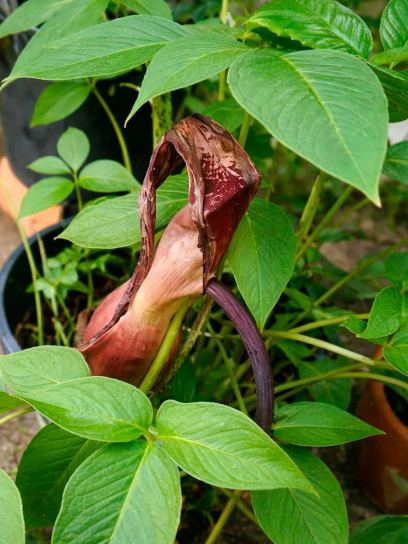 Sauromatum venosum