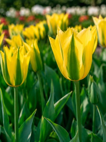 Tulipa "Green Mile"