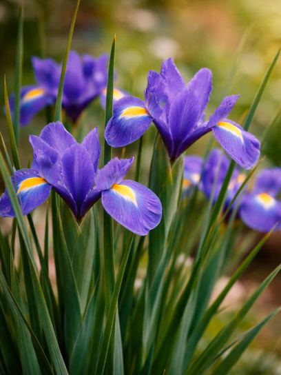 Iris hollandica "Blue Magic"