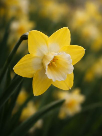Narcissus "Hillstar"
