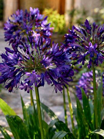 Agapanthus "Flowers of Love"