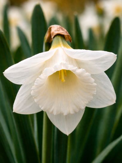 Narcissus "Mount Hood"