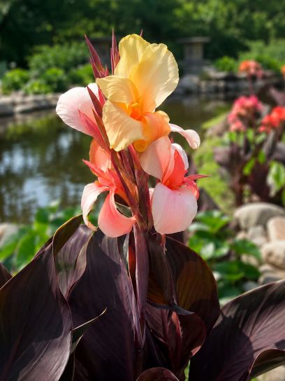 Canna "Madame Angele Martin"