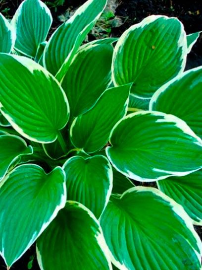 Hosta "Francee"