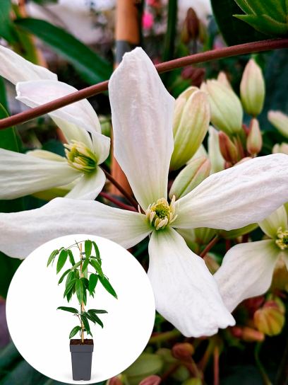 Clematis "Armandii" container (P15)