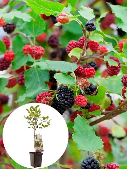 Mulberry "Mojo Berry" container (P18)