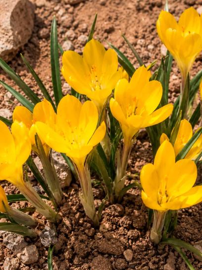 Sternbergia lutea