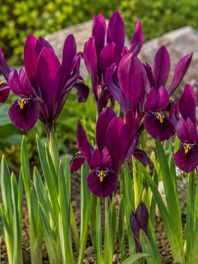 Iris reticulata "J.S. Dijt"