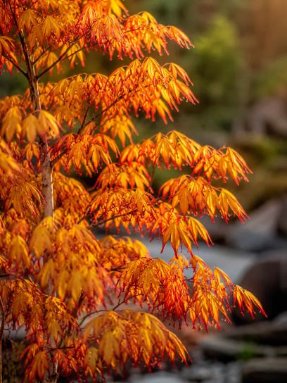 Japanese Maple 'Katsura' container (P10)