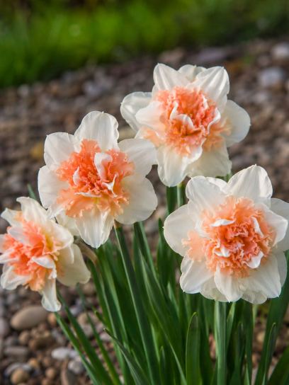 Narcis "Flower Surprise"