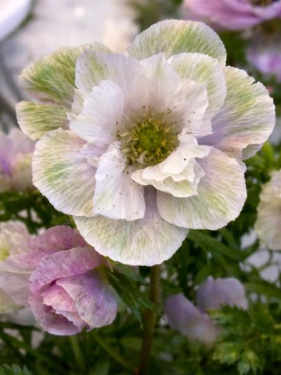 Anemone coronaria MISTRAL "Pale"