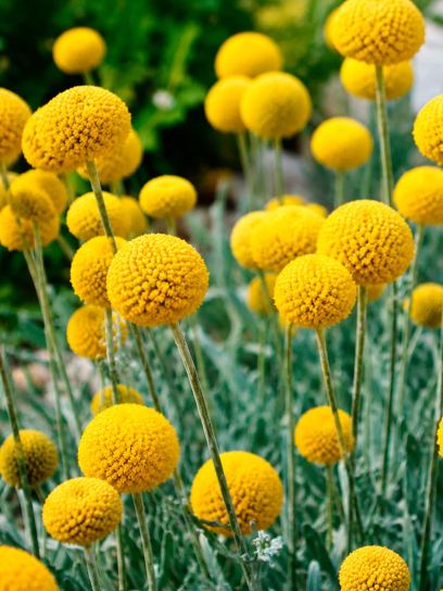 Craspedia globosa -seeds-