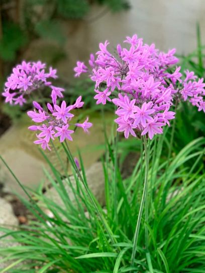 Tulbaghia violacea