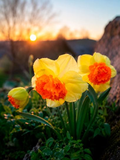 Narcissus "Coral Crown"