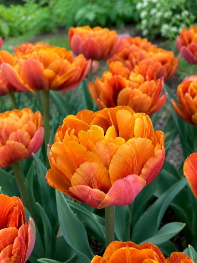 Tulip "Brasil"