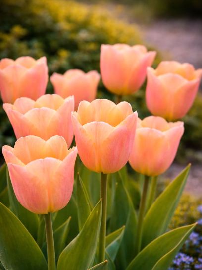 Tulipa "Apricot Beauty"