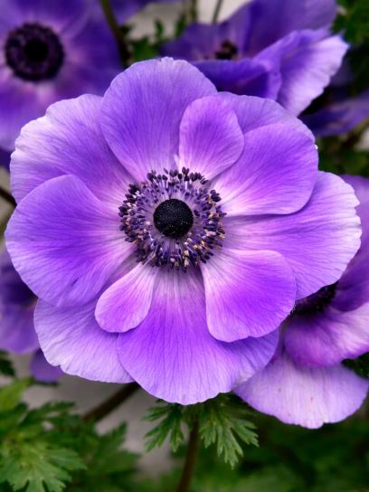 Anemone coronaria MISTRAL PLUS "Blu"