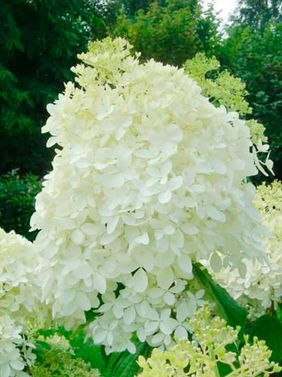 Panicle Hydrangea `Phantom` container (P9)