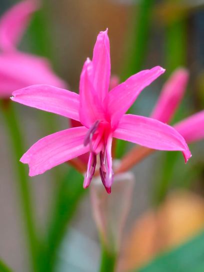 Nerine bowdenii "Isabel"