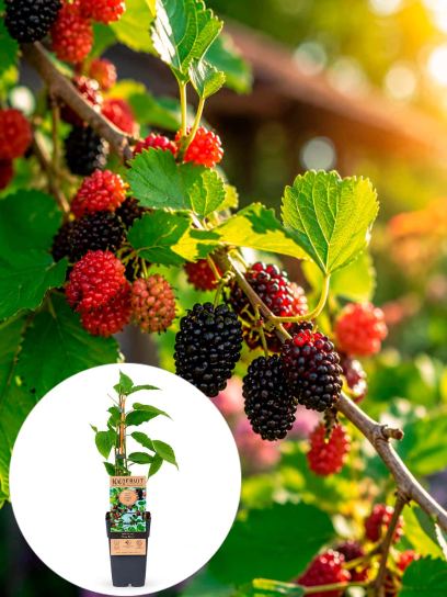 Morus rotundiloba "BonBonBerry® Mojo Berry" container (P15)