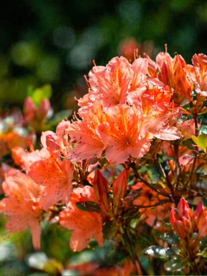 Azalia japońska "Geisha Orange" pojemnik (P17)