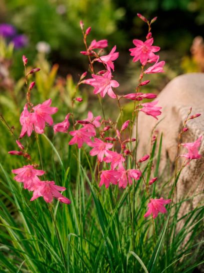Tritonia disticha subsp. rubrolucens -tall pink form-