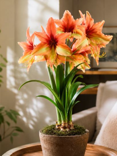 Hippeastrum "Wild Amazone"
