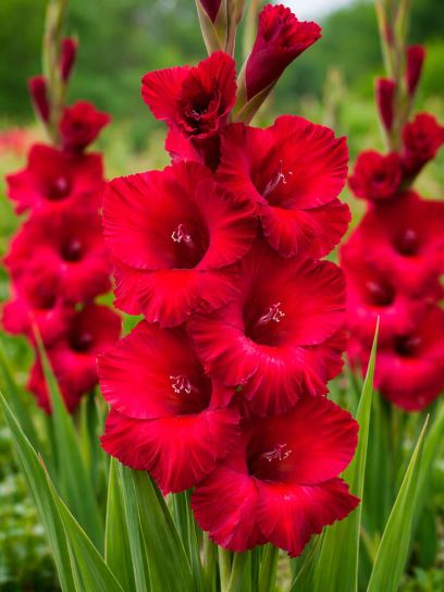 Gladiolus "Mystic Magenta"