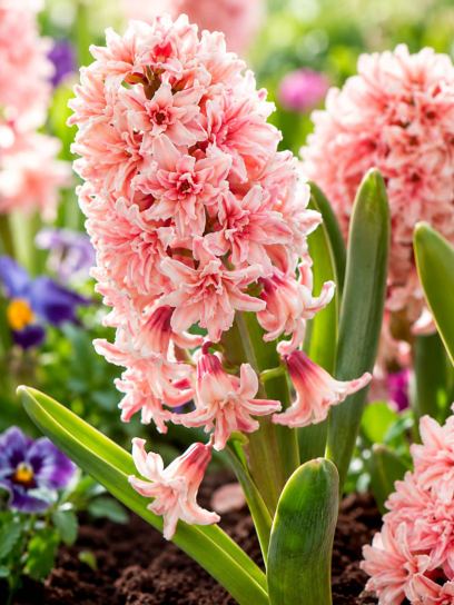Hyacinthus "Masquerade"