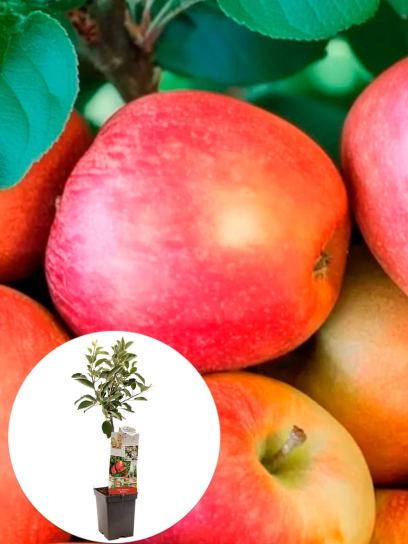 Apfel "Braeburn" Container (P18)