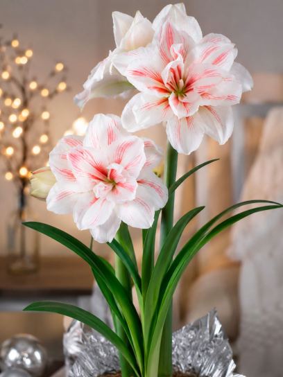 Hippeastrum "Aquaro"