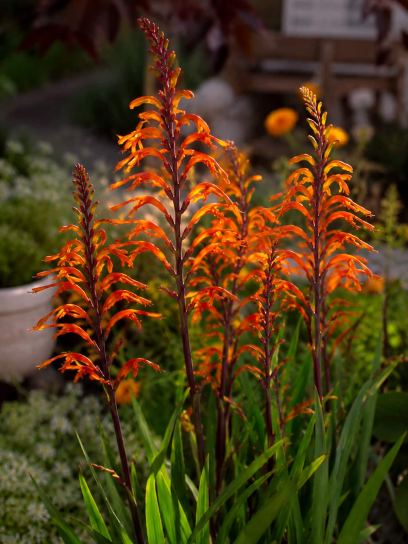 Chasmanthe floribunda