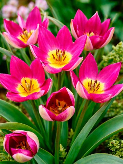 Tulipa humilis "Persian Pearl"