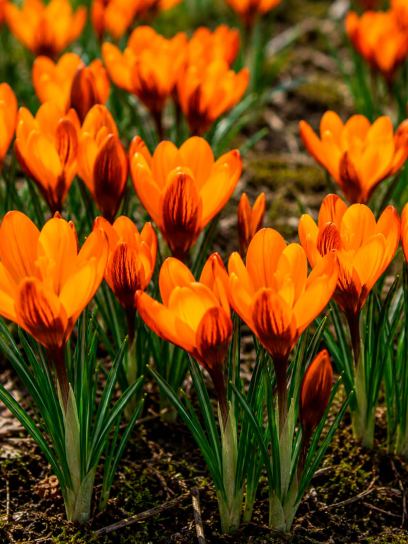 Crocus balansae "Orange Monarch"