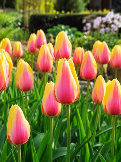 Tulipa "Blushing Lady"