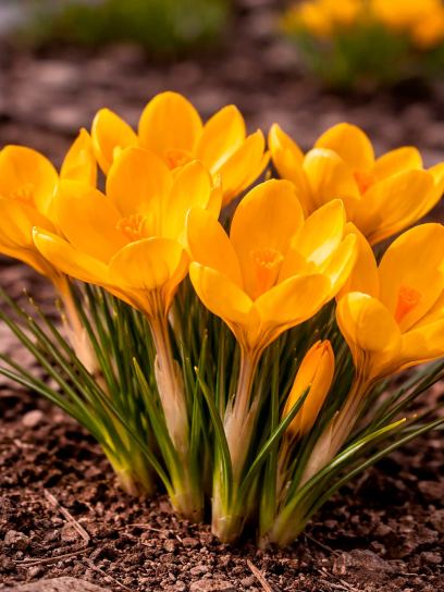 Crocus flavus "Golden Yellow"