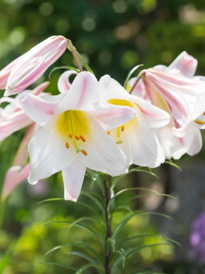 Lilium regale "Album"