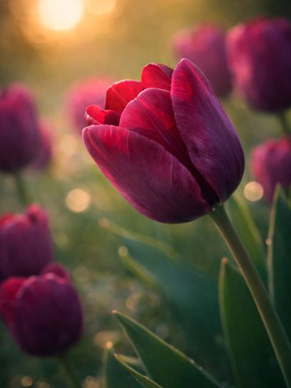 Tulipa "Ronaldo"